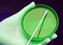 Gloved hand holding a petri dish